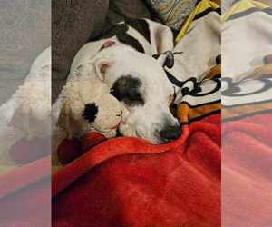Harper - Female Mutt Dog for Adoption - Photo #4