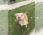 Small #3 American Staffordshire Terrier
