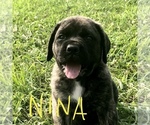 Small Photo #1 Mastiff Puppy For Sale in APOLLO, PA, USA