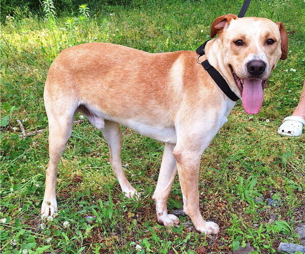 Medium Photo #2 Labrador Retriever-Unknown Mix Puppy For Sale in Wetumpka, AL, USA