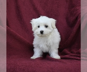 Maltese Puppy for Sale in BALTIC, Ohio USA