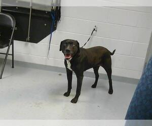 Labrador Retriever-Unknown Mix Dogs for adoption in St. Cloud, FL, USA