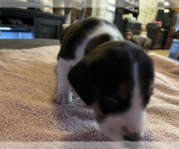 Medium Photo #10 Beagle Puppy For Sale in LAFAYETTE, IN, USA