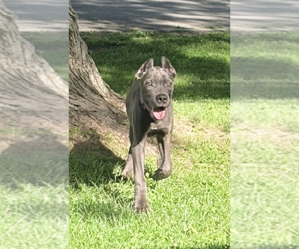 Medium Photo #19 Cane Corso Puppy For Sale in ANDERSON, IN, USA