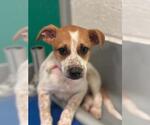 Small Photo #3 Texas Heeler-Unknown Mix Puppy For Sale in Visalia, CA, USA
