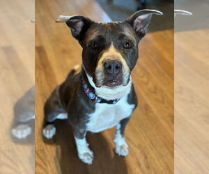 American Pit Bull Terrier-Unknown Mix Dogs for adoption in SACRAMENTO, CA, USA