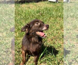 Cocoa - Male Mutt Dog for Adoption - Photo #2