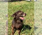 Small Photo #2 Mutt Puppy For Sale in Westwood, NJ, USA