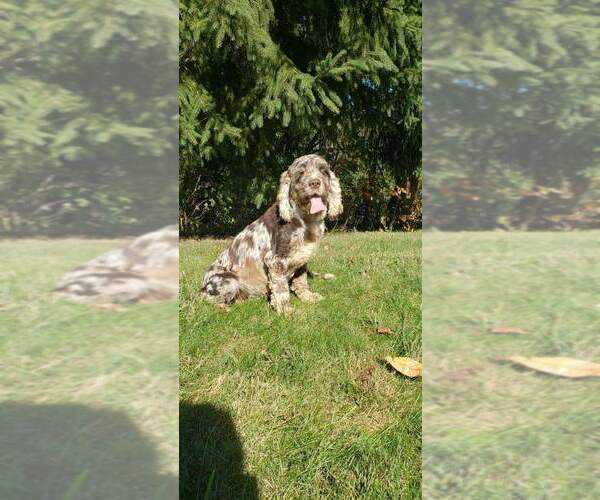 Medium Photo #1 Cockapoo (Miniature) Puppy For Sale in WOOSTER, OH, USA