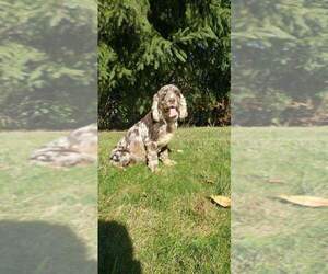 Mother of the Cockapoo (Miniature) puppies born on 09/29/2025