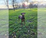 Small Doberman Pinscher