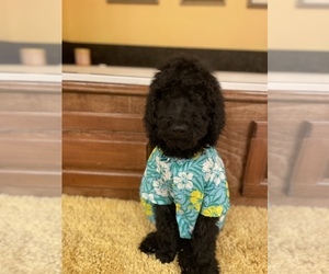 Poodle (Standard) Puppy for sale in SUMTER, SC, USA