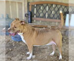 Small #7 American Staffordshire Terrier Mix