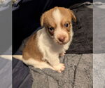 Small Cairn Terrier Mix
