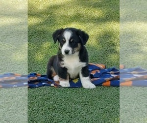 Aussie-Corgi Puppy for sale in BRIGGSDALE, CO, USA