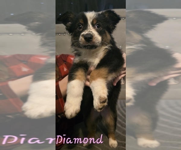 Medium Photo #12 Border-Aussie Puppy For Sale in ROY, UT, USA