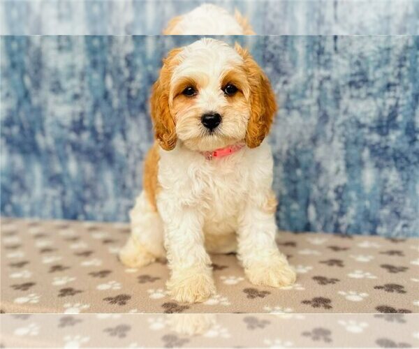 Medium Photo #1 Cavapoo Puppy For Sale in FLEMING ISLAND, FL, USA