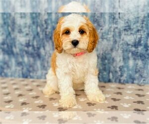 Cavapoo Puppy for sale in FLEMING ISLAND, FL, USA