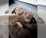 Small Photo #24 Labrador Retriever Puppy For Sale in ASHEVILLE, NC, USA