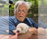 Small Photo #21 Maremma Sheepdog Puppy For Sale in THORN HILL, TN, USA