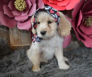 Cocker Spaniel Puppy for sale in HONEY BROOK, PA, USA