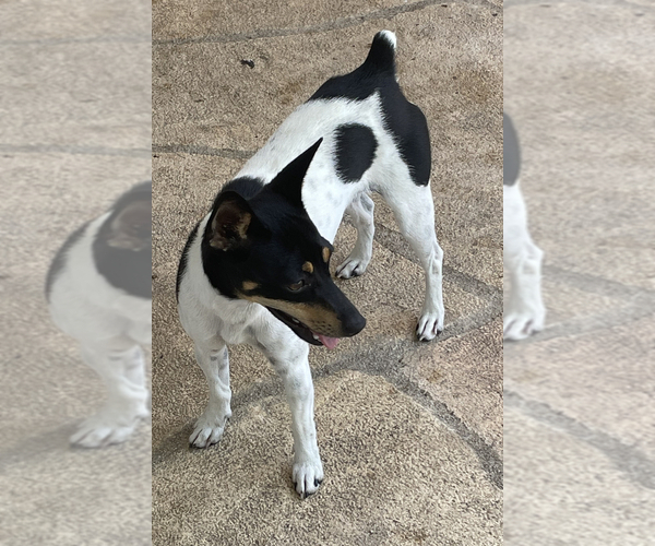 Medium Photo #1 Rat Terrier Puppy For Sale in KYLE, TX, USA