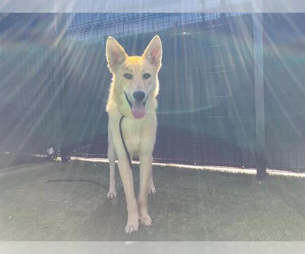 Medium Photo #2 German Shepherd Dog-Unknown Mix Puppy For Sale in Orange, CA, USA