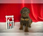 Puppy Brown Collar Doberman Pinscher