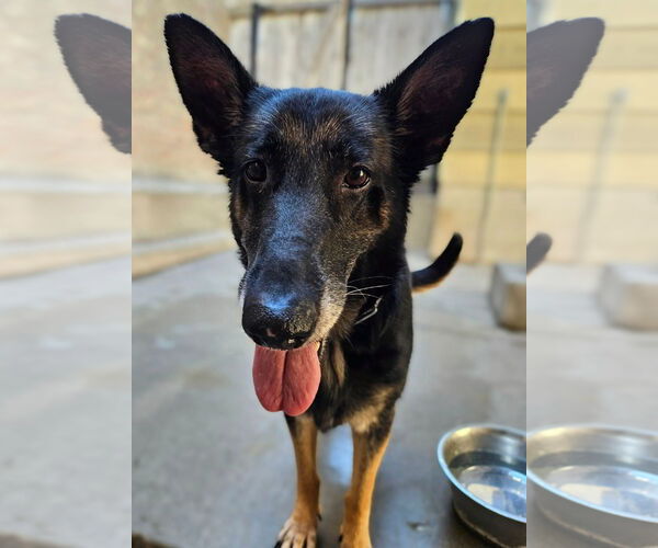 Medium Photo #6 German Shepherd Dog Puppy For Sale in Chicago, IL, USA