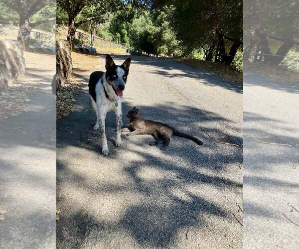 Medium Photo #2 Mutt Puppy For Sale in Paso Robles, CA, USA