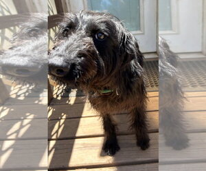 Miley May 26 - Female Miniature Labradoodle Dog for Adoption - Photo #8