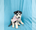 Puppy Confetti Siberian Husky