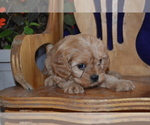 Small #1 Cavapoo