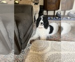 Small Photo #1 Bordoodle Puppy For Sale in JAX, FL, USA