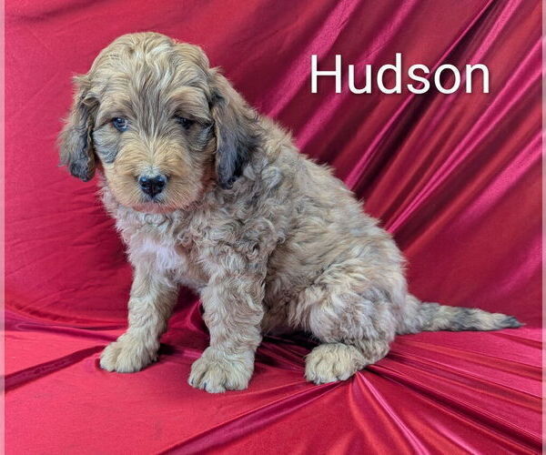 Medium Photo #2 Bernedoodle Puppy For Sale in CANON CITY, CO, USA