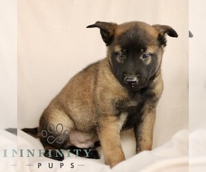 Belgian Malinois Puppy for sale in RONKS, PA, USA