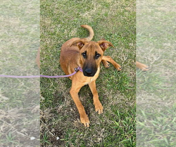 Medium Photo #3 Black Mouth Cur-Unknown Mix Puppy For Sale in Abbeville, LA, USA