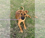 Small #2 Black Mouth Cur Mix
