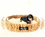Small #4 Dachshund