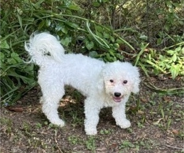 Medium Photo #1 Bichon Frise Puppy For Sale in TUSCALOOSA, AL, USA
