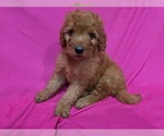 Small #3 Goldendoodle