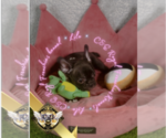 Small Photo #10 French Bulldog Puppy For Sale in CHARLESTON, SC, USA