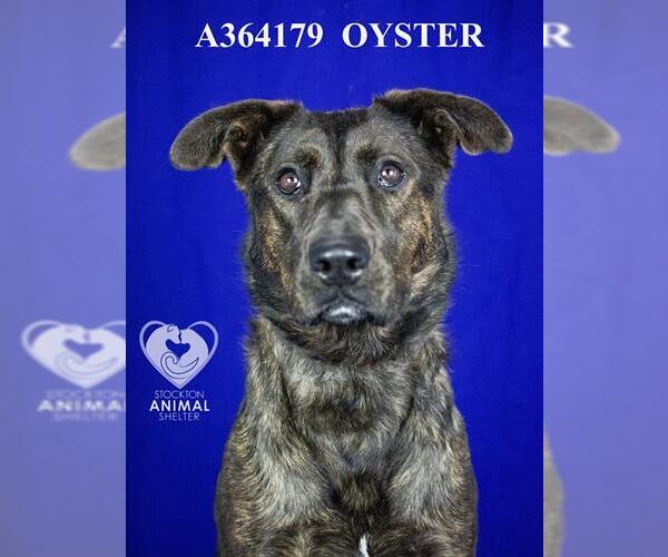 Medium Photo #2 - Mix Puppy For Sale in Stockton, CA, USA