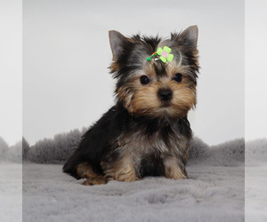 Yorkshire Terrier Puppy for sale in LOS ANGELES, CA, USA