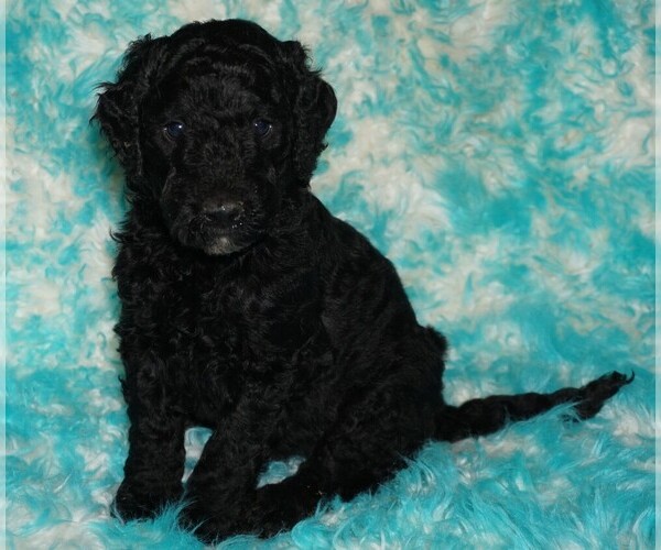 Medium Photo #1 Labradoodle Puppy For Sale in LA HABRA, CA, USA