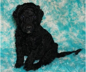 Labradoodle Puppy for sale in LA HABRA, CA, USA