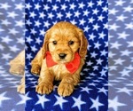 Small Photo #6 Golden Cavalier Puppy For Sale in HONEY BROOK, PA, USA