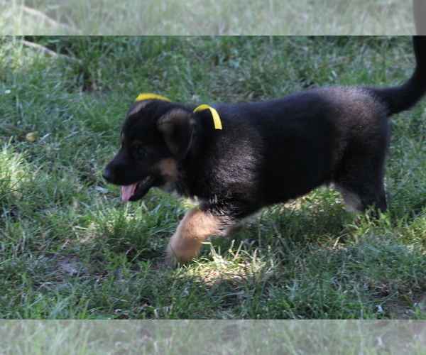 Medium Photo #3 German Shepherd Dog Puppy For Sale in OAK GROVE, OR, USA