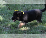 Small #2 German Shepherd Dog