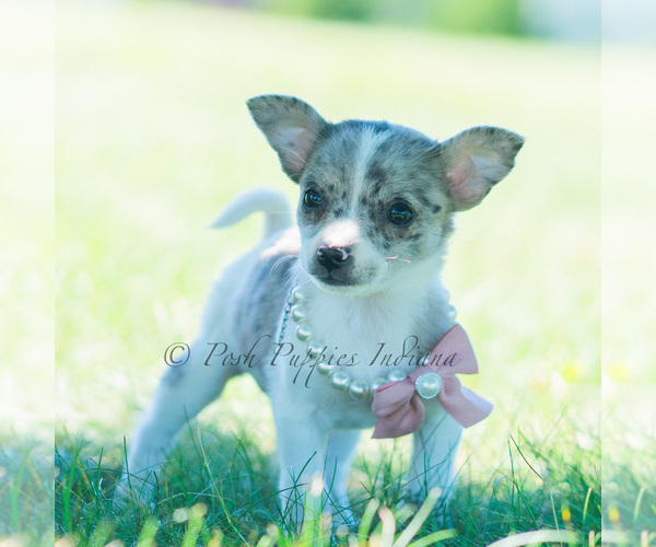 Medium Photo #103 Chihuahua Puppy For Sale in WARSAW, IN, USA